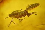 Detailed Fossil Fly (Diptera) and Spider (Araneae) in Baltic Amber #234397-1